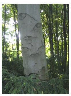 Watching Trees 